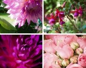 Flower Photographs - Set of Four 5x5 prints - French Garden Collection - Pink, Fuschia, Purple - Nature Photography - Wall Art