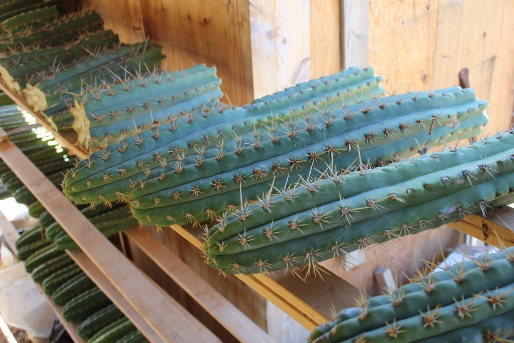 2 Peruvian Torch Peruvianus Trichocereus  Cactus cuttings approx 12 inches in length san pedro cousins