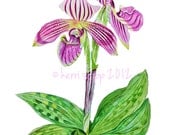 Lady Slipper Orchid NEW 11x14 watercolor print