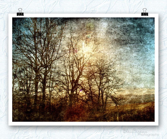 Woodland forest, tree photography, textures, sunlight, fine art, 13x19 fine art print