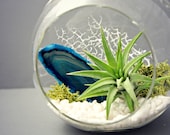 Turquoise Agate Mineral Air Plant Terrarium