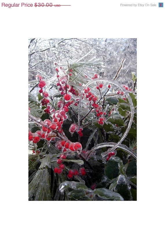 Ice Storm Frozen Red Winterberry, 8 x 12, Fine Art Photograph, Winter Ice Storm Still Life,  The Maine View