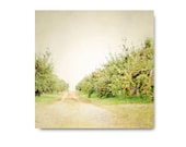 Apple Trees, photo, green, red, autumn, fall, farm, apple orchard, dirt road, nature, landscape, home decor, rusticblack friday