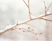 Winter Photography - snow branch white light pale - branches photo print - white wall art - beige christmas holiday decor - 8x12 Photograph