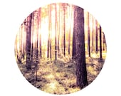 Golden forest photo 20x20cm (8x8") Summer photography Sunset sundown photo Natural home decor Purple wall decor Nature photo