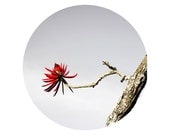 Red flower photography 10x10" Neutral colors Floral wall decor Flower art print  Blossom