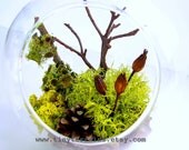 Large Hanging Globe Terrarium