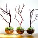 Modern Globe Manzanita Forest Moss Terrarium