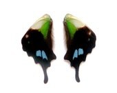 Real butterfly wings in bulk for crafting and art projects - 5 pairs (10 wings total) - Graphium Weiskei butterfly