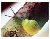 spring rainbow snail - art card featuring my digital photography - my studio assistant for the day