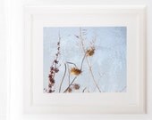 Rustic Photography Botanical Art Print 8x10 pale blue fall brown cottage chic decor art for kitchen