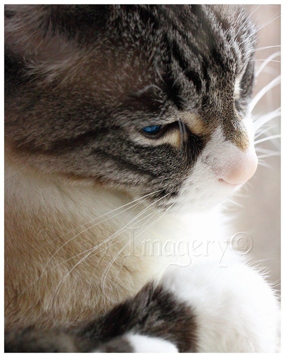 Cat Photograph, White, Brown, Pink, Neutrals, Feline, Animal, Nature, Home Decor, Fine Art