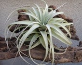 Tillandsia Xerographica Small/Medium