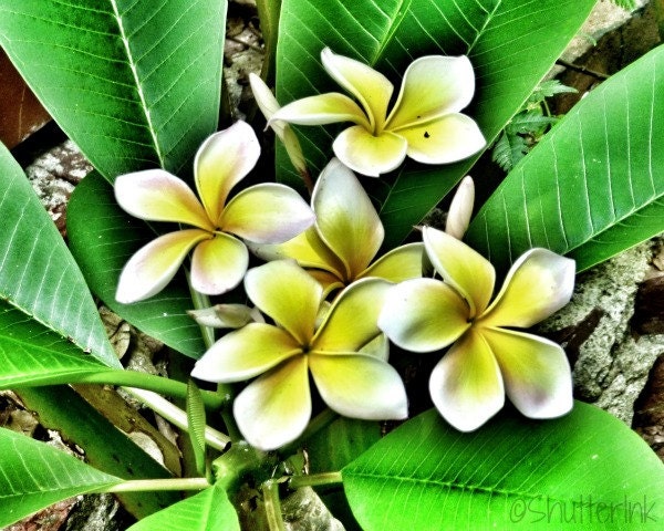Flower Photography. Nature. Key West. White and Yellow. Wall Art. 8x10