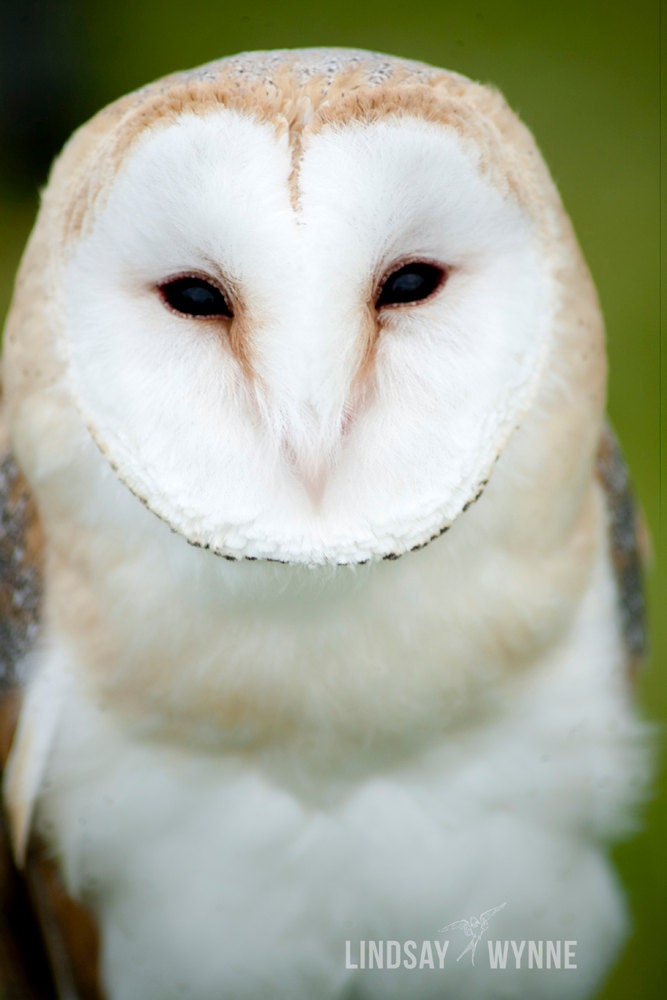 Scottish Barn Owl