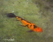 Koi Orange and Black Koi Photo. Koi Fish Pond Art Print,  8x10 Photography Print