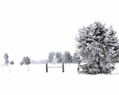 Landscape Photography Field of Snow Trees Monochrome "Silence" 8x12 Fine Art Print
