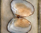 Bivalve SeaShell, 5x7 Fine Art Photogrpahy, Seashell Photography - CindiRessler