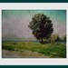 landscape photography poplar tree green yellow coastal field photo