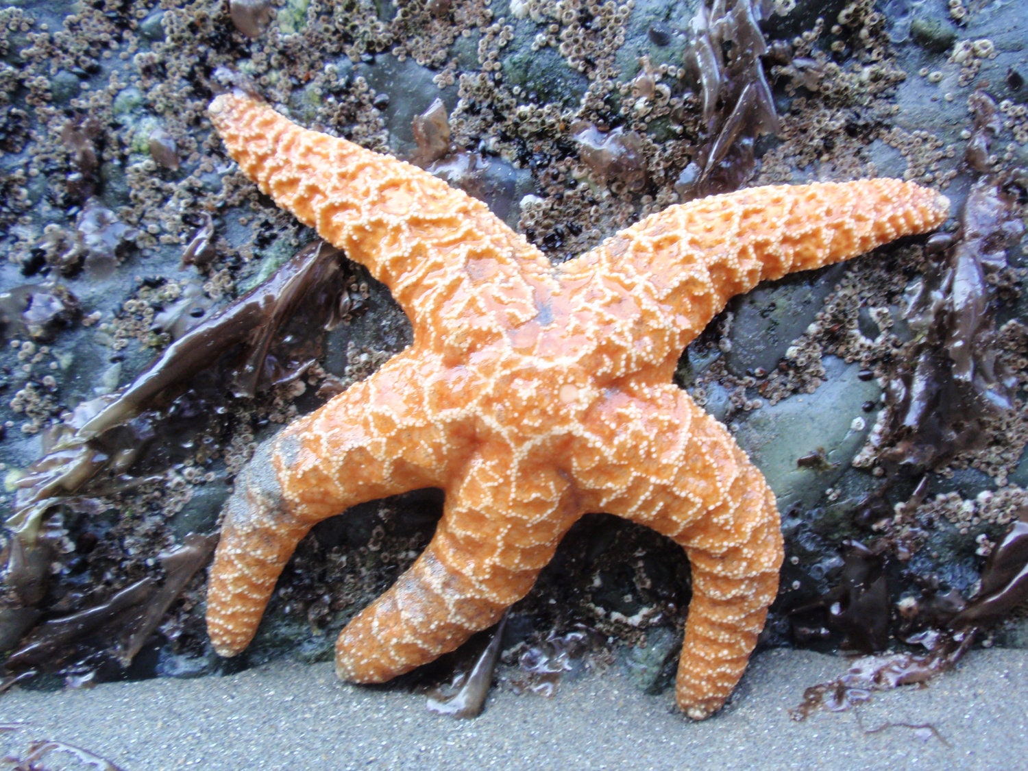 Olympic National Park Photo -  Orange Starfish in the Pacific Northwest Photo (8x10)