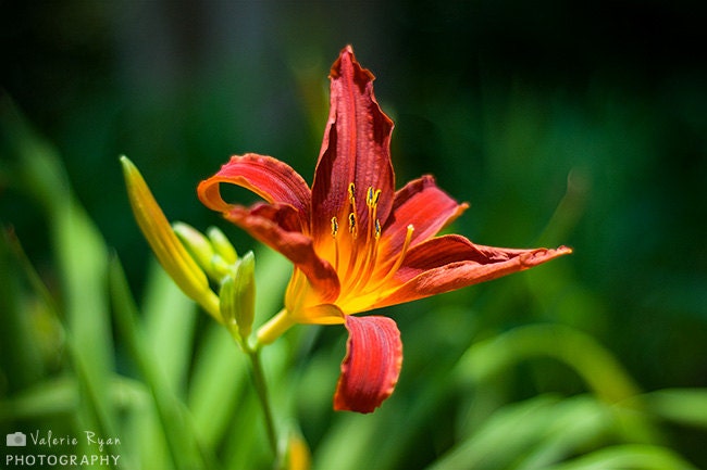 Red, Orange, Yellow Day Lily, Red Flower Closeup, Spring Flower - 8x12 (or 8x10) Photographic Print