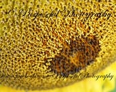 Sunflower CLOSE Up - Nature - Abstract - Surreal - 8x10 - "Sunday Morning Sunflower Seeds" - Decor - Original Art by Purposeful Photography