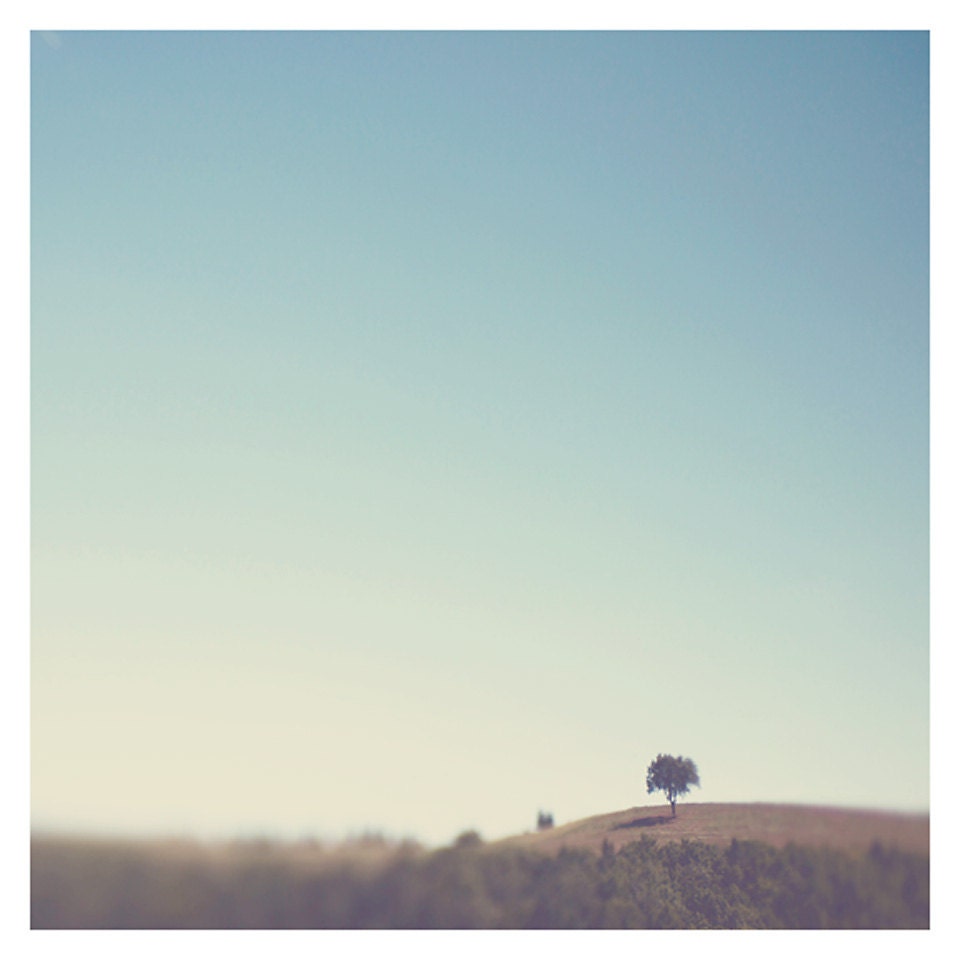 tree photo print - whimsical fine art nature photography, summer, green, leaf, enchanting, dream, peaceful - 8x8