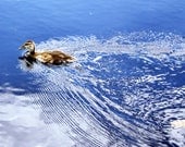Duck Photo, Blue Water, 11x14 Print, Unique Wall Art, Shabby Chic, Nature Image, Gift, Affordable Home Decor