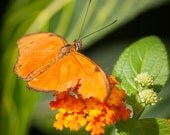 Photographic Print "Julia Butterfly"