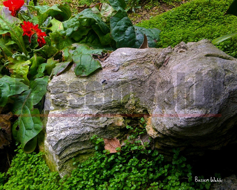 Framed 8x10 Fine Art Photography - Dramatically Lit Rock in Moss