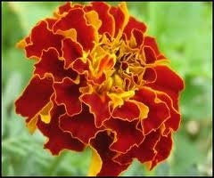 Marigold Seeds