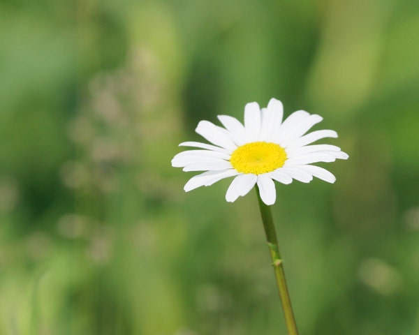 Prairie Flower 8x10 photo print - nature photography grass close-up green picture art home decor