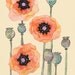 Shirley Poppies 12" x 16"