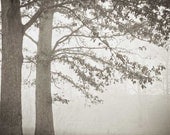 Fog photograph . B&W photography . trees . autumn print . dreamy art . home decor . Illusion