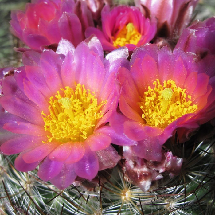 Flower Photography -Desert Flower -8x8 Print -Pink Flower -Cactus Print -Gifts for Her -Home Decor Art -Square Colorado Fine Art Photography