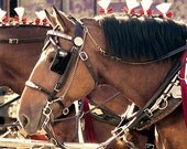 horse photography - All the King's Horses - 8x8 - rustic home decor country farm photo fall fair