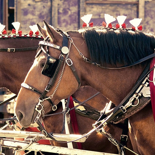 horse photography - All the King's Horses - 8x8 - Christmas gift idea home decor country farm photo fall fair