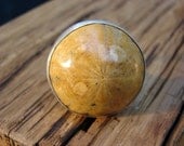 Fossilized Sand Dollar Specimen Silver Modern Cocktail Ring