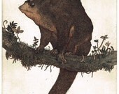 Sugar glider
