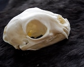 Custom Order Bobcat Skull - 90 Day Delivery -  Real bone, teeth, taxidermy