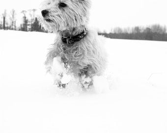 I am Crumpet 14 - Dog Photography - Westie - West Highland terrier - Wall Décor - 7x5 Print