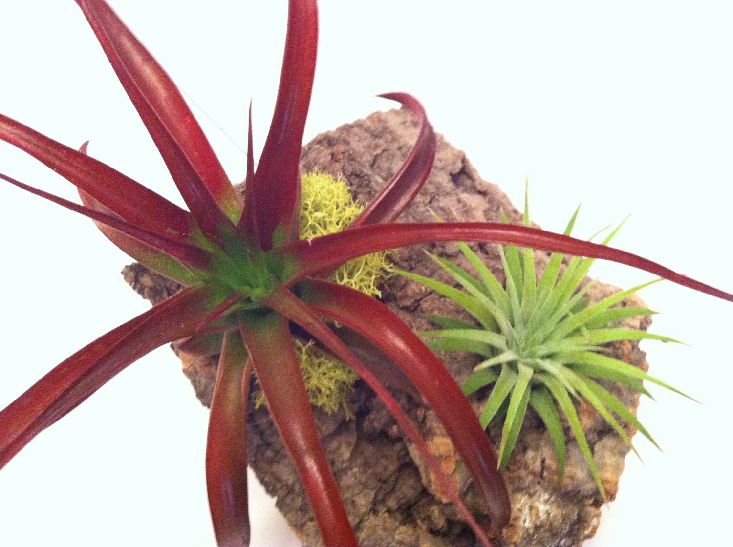 Tillandsia Cork Arrangement // Gifts under 20
