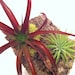 Tillandsia Cork Arrangement // Gifts under 20