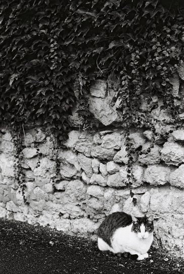 Le chat -  fine art film print 8 x 12