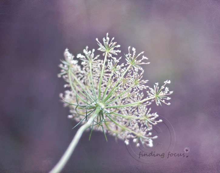 Nature Photography, White Queen Anne's Lace, Lavender Violet Purple Mint Green Wildflower Dreamy Wall Hanging, 11x14 Flower Photo Art Print - findingfocus