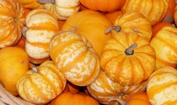 Heirloom Mini Orange Pumpkin Seeds - 12 Count - Cute & Edible Hooligan Pumpkin