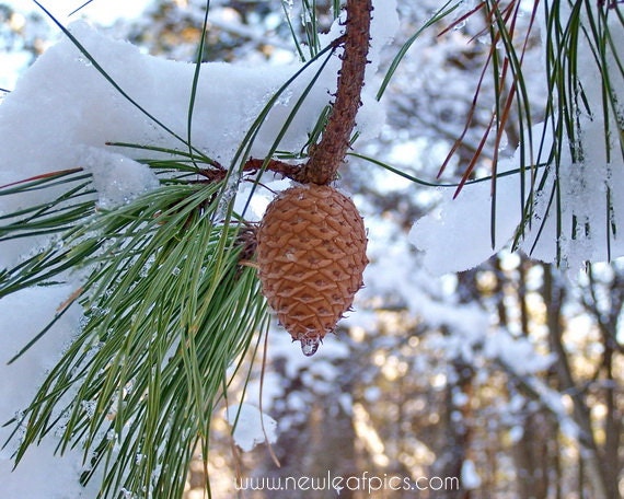 Nature Photography, Winter Photography, green and brown, snow covered branch, pine cone photo, 8x10 wall art