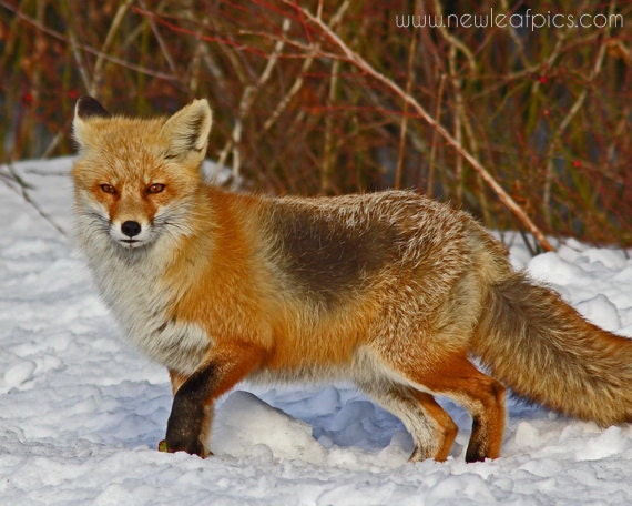 Animal Photography, Nature Photography, Red Fox in snow, orange and brown home decor, winter photography