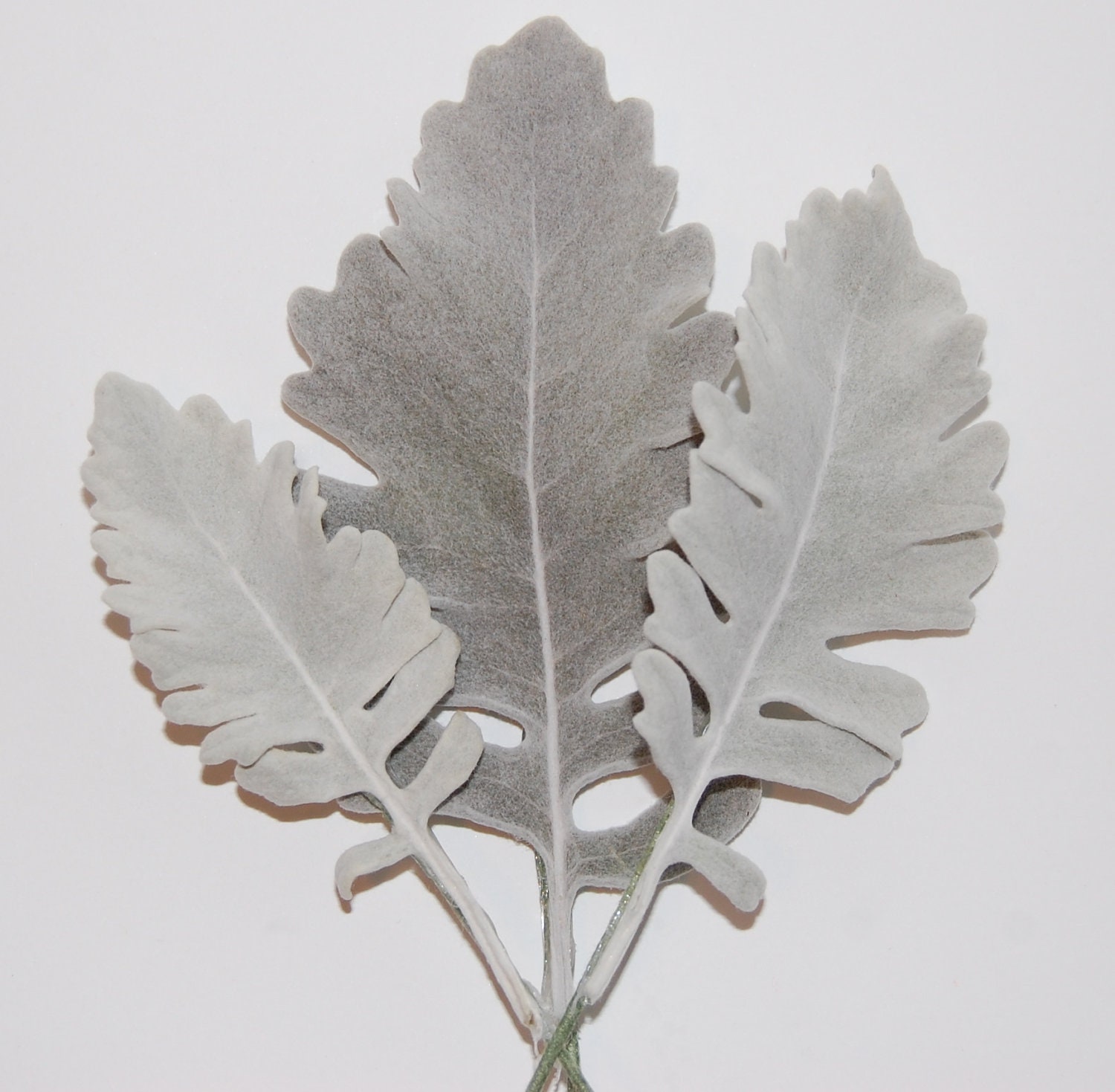 Dried Dusty Miller Leaves