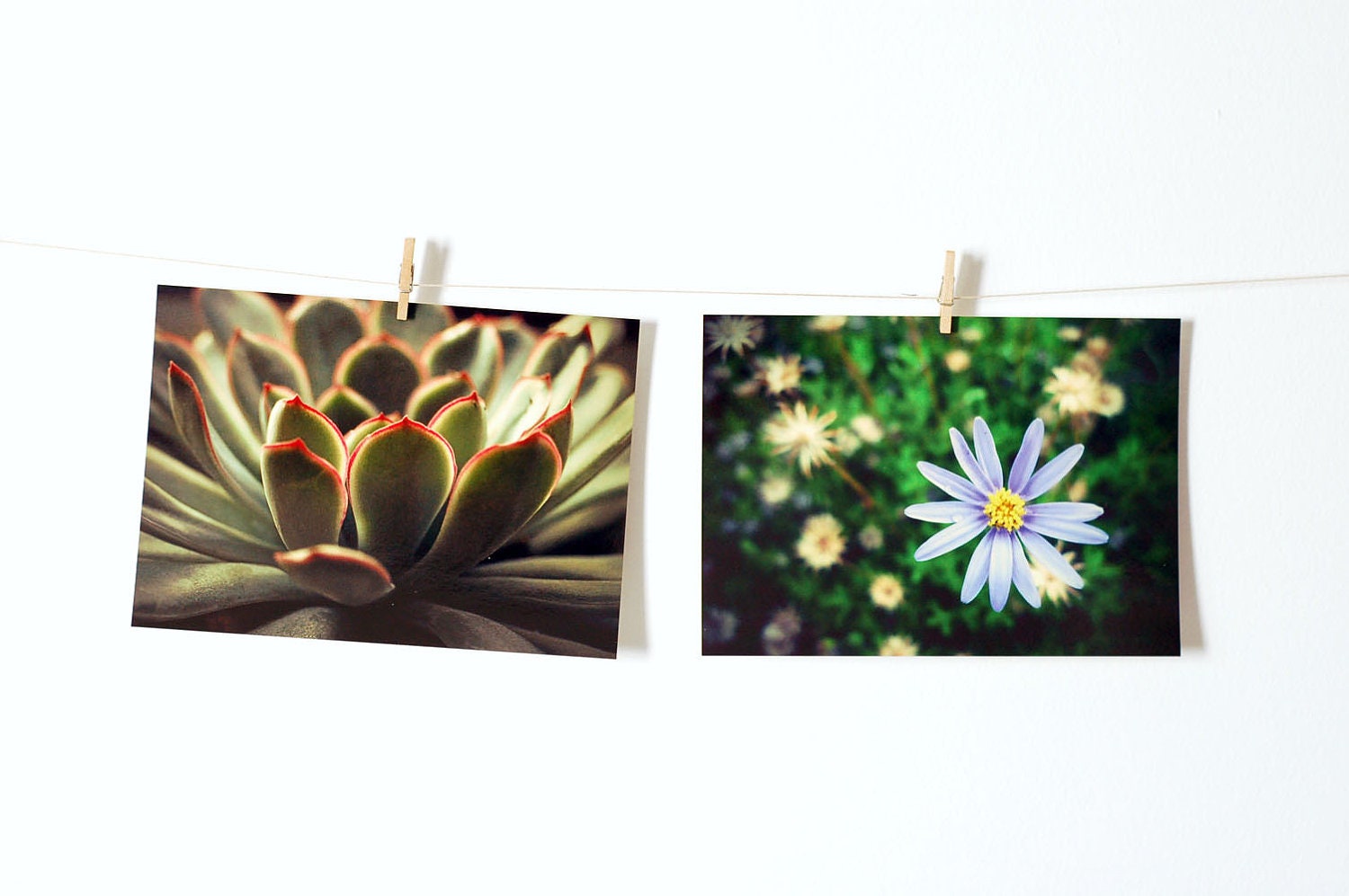 Microcosmos - Set of 2 photo postcards